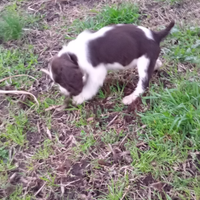 Springer