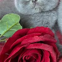 Gatto Scottish Fold e Straght cuccioli