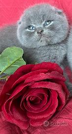 Gatto Scottish Fold e Straght cuccioli