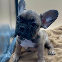 Bulldog Francese
