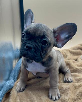 Bulldog Francese