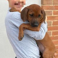 Cuccioli di razza Rhodesian Ridgeback