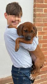 Cuccioli di razza Rhodesian Ridgeback