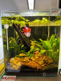 Amtra 30 completo + betta