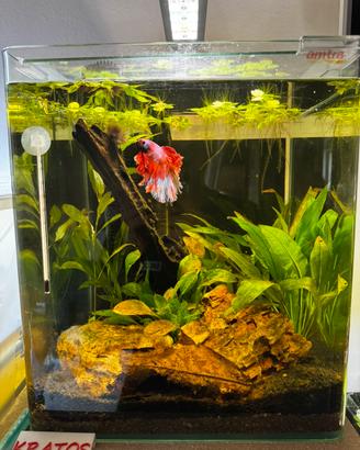 Amtra 30 completo + betta