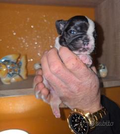 Bulldog Francesi Cuccioli