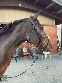 Cavalla Irlandese 6 anni (Completo/Salto)