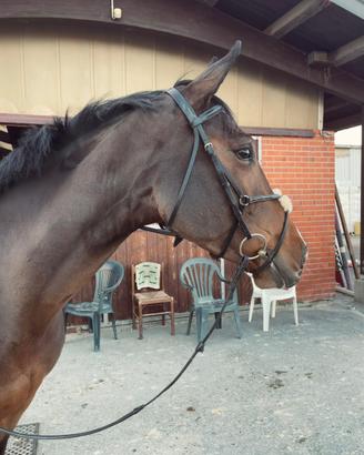 Cavalla Irlandese 6 anni (Completo/Salto)