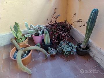 Piante grasse varie specie e tipologie