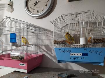 Cantori come da foto