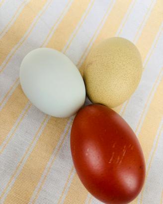 Galline ornamentali