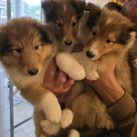 Cucciolo Pastore Scozzese