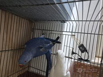 Pappagalli che parlano