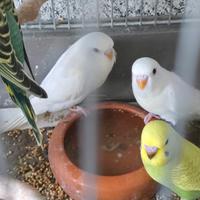 Cocorite giovani 2026