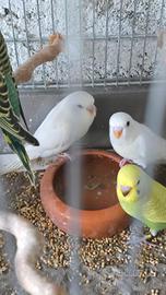 Cocorite giovani 2026