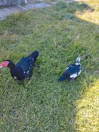 Coppia di anatre mute