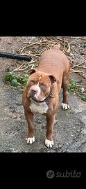 Pitbull maschio per monta