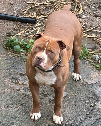 Pitbull maschio per monta