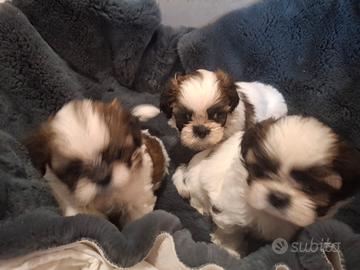 Cuccioli Shitzu