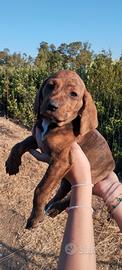 Cuccioli segugio maremmano