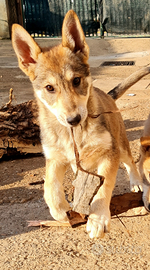 Cucciola cane lupo cecoslovacco