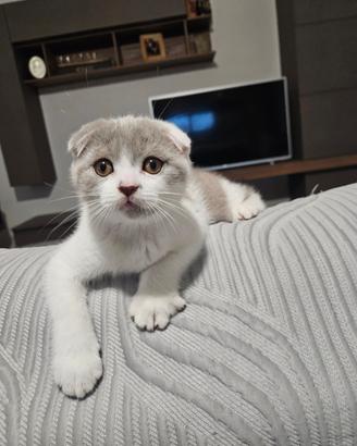 Cuccioli scottish fold e straght