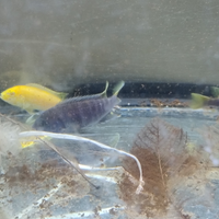 Ciclidi Africani 3 Mbuna Del Lago Malawi