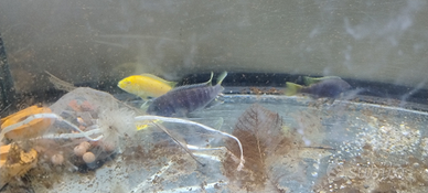 Ciclidi Africani 3 Mbuna Del Lago Malawi