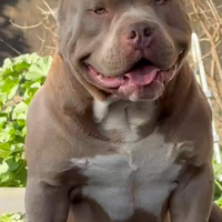 American bully