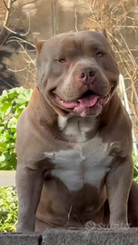 American bully