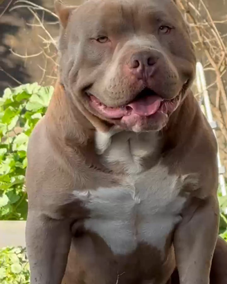 American bully