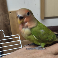 Inseparabile appena svezzato