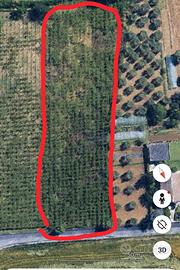 Terreno agricolo vigneto