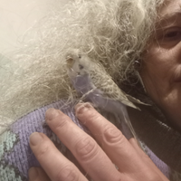 Cocorita allevata a mano femmina