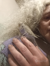 Cocorita allevata a mano femmina