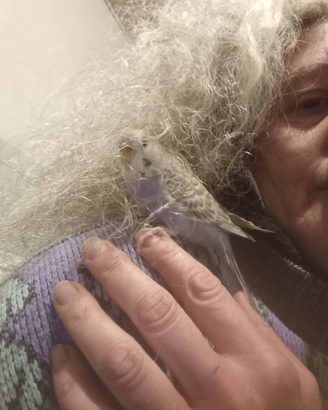 Cocorita allevata a mano femmina