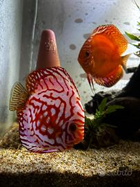 Coppia attiva discus
