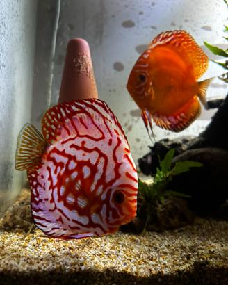 Coppia attiva discus