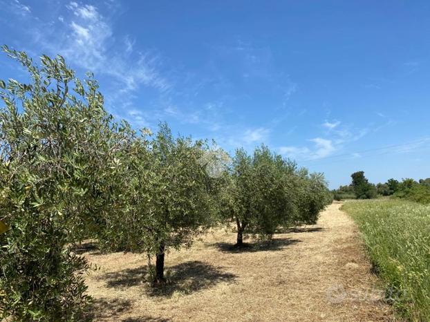 TER. AGRICOLO A ALBANO LAZIALE