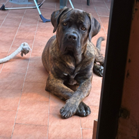 Cane corso per monta