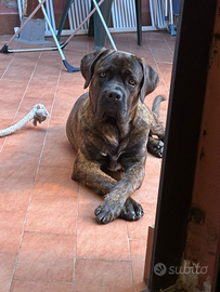 Cane corso per monta