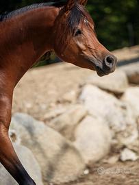 Cavallo arabo