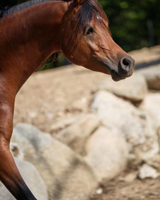 Cavallo arabo
