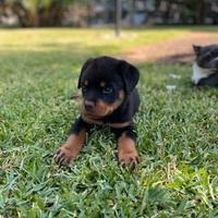 Rottweiler pedigree enci prestigioso