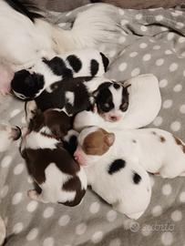 Cuccioli di chihuahua