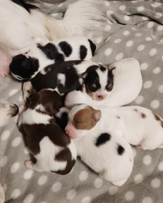 Cuccioli di chihuahua