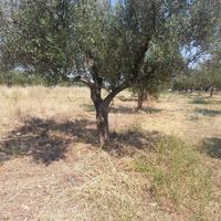 Terreno Agricolo V. Pasquini