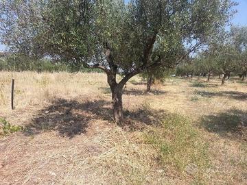 Terreno Agricolo V. Pasquini