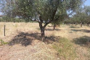 Terreno Agricolo V. Pasquini