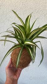Kokedama nastrino , chlorophytum